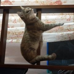 Подробнее об объявлении «Пропала кошка Рязань» Фото: пропала кошка  «Пропала кошка Рязань» в г. Рязань