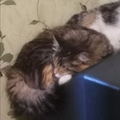 Подробнее об объявлении «Пропала кошка серая трех цветнаяпушистая кошка Хабаровск» Фото: пропала кошка  «Пропала кошка серая трех цветнаяпушистая кошка...» в г. Хабаровск
