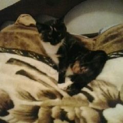 Подробнее об объявлении «Пропала кошка Судогда» Фото: пропала кошка  «Пропала кошка Судогда» в г. Судогда