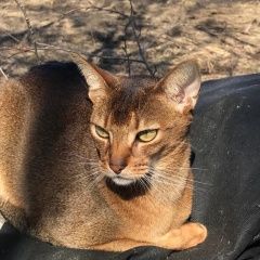 Подробнее об объявлении «Пропала кошка абиссинская кошка Дубки» Фото: пропала кошка Абиссинская кошка «Пропала кошка абиссинская кошка Дубки» в г. Дубки