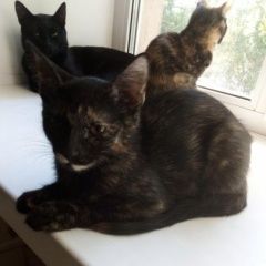 Подробнее об объявлении «Пропал кот Вологда» Фото: пропала кошка  «Пропал кот Вологда» в г. Вологда