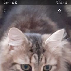 Подробнее об объявлении «Пропал кот. Липецк» Фото: пропала кошка  «Пропал кот. Липецк» в г. Липецк