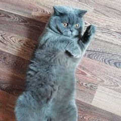 Подробнее об объявлении «Пропал кот на автомойке возле ст.смоленской. Северская» Фото: пропала кошка Британская короткошерстная кошка «Пропал кот на автомойке возле ст.смоленской....» в г. Северская