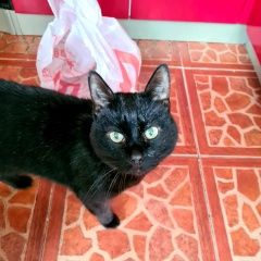 Подробнее об объявлении «Пропал кот Липецк» Фото: пропала кошка  «Пропал кот Липецк» в г. Липецк