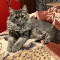 Подробнее об объявлении «Пропал кот Сургут» Фото: пропала кошка  «Пропал кот Сургут» в г. Сургут