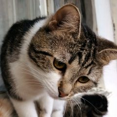 Подробнее об объявлении «Раменское Пропал кот домашний» Фото: пропала кошка  «Раменское Пропал кот домашний» в г. Раменское