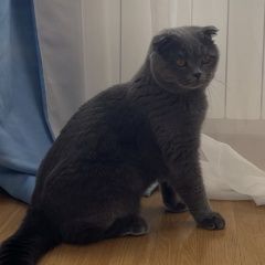 Подробнее об объявлении «Москва Пропал кот» Фото: пропала кошка  «Москва Пропал кот» в г. Москва