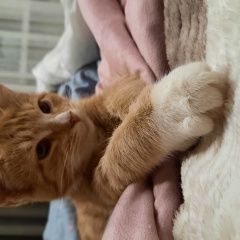 Подробнее об объявлении «Москва Пропала кошка кошечка рыжая» Фото: пропала кошка  «Москва Пропала кошка кошечка рыжая» в г. Москва