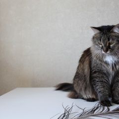 Подробнее об объявлении «Пропала кошка Уфа» Фото: пропала кошка  «Пропала кошка Уфа» в г. Уфа