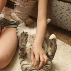 Подробнее об объявлении «Пропал кот 8 лет Сочи» Фото: пропала кошка  «Пропал кот 8 лет Сочи» в г. Сочи