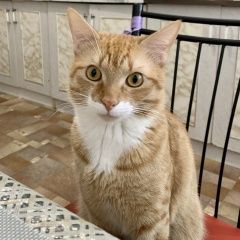 Подробнее об объявлении «Пропал кот помогите найти кота :( Анапа» Фото: пропала кошка  «Пропал кот помогите найти кота :( Анапа» в г. Анапа
