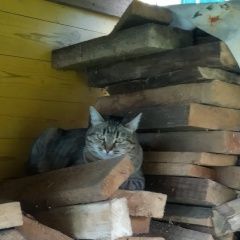 Подробнее об объявлении «Пропала кошка Барыбино» Фото: пропала кошка  «Пропала кошка Барыбино» в г. Барыбино