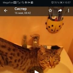 Подробнее об объявлении «Москва Пропал кот леопардовый, очень ласковый, умный» Фото: пропала кошка  «Москва Пропал кот леопардовый, очень ласковый,...» в г. Москва