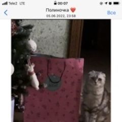 Подробнее об объявлении «Пропала кошка Павловский Посад» Фото: пропала кошка  «Пропала кошка Павловский Посад» в г. Павловский Посад