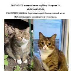 Подробнее об объявлении «Раменское Пропал кот» Фото: пропала кошка  «Раменское Пропал кот» в г. Раменское