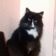 Подробнее об объявлении «Пропал кот черный пушистый красавец-кот Асбест» Фото: пропала кошка  «Пропал кот черный пушистый красавец-кот Асбест» в г. Асбест