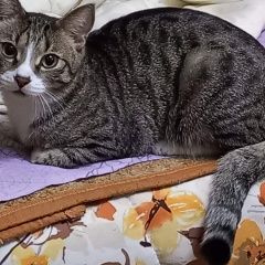 Подробнее об объявлении «Пропал кот Хабаровск» Фото: пропала кошка  «Пропал кот Хабаровск» в г. Хабаровск