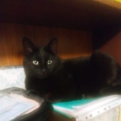 Подробнее об объявлении «Пропала кошка Липецк» Фото: пропала кошка  «Пропала кошка Липецк» в г. Липецк