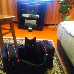 Подробнее об объявлении «Пропала кошка Липецк» Фото: пропала кошка  «Пропала кошка Липецк» в г. Липецк