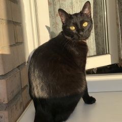 Подробнее об объявлении «Пропала кошка черный метис Реутов» Фото: пропала кошка  «Пропала кошка черный метис Реутов» в г. Реутов