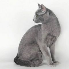 Подробнее об объявлении «Пропал кот Всеволожск» Фото: пропала кошка Русская голубая кошка «Пропал кот Всеволожск» в г. Всеволожск