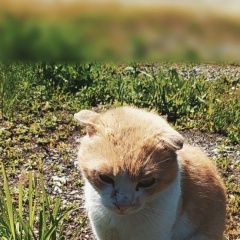 Подробнее об объявлении «Пропал кот Белгород» Фото: пропала кошка  «Пропал кот Белгород» в г. Белгород