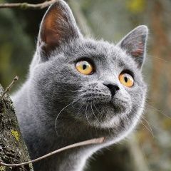 Подробнее об объявлении «Пропал кот тиша Рубцовск» Фото: пропала кошка  «Пропал кот тиша Рубцовск» в г. Рубцовск