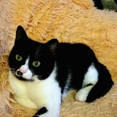 Подробнее об объявлении «Пропал кот Тогучин» Фото: пропала кошка  «Пропал кот Тогучин» в г. Тогучин