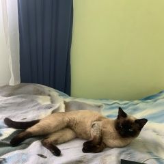 Подробнее об объявлении «Пропал кот Старый Оскол» Фото: пропала кошка Сиамская кошка «Пропал кот Старый Оскол» в г. Старый Оскол