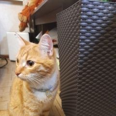 Подробнее об объявлении «Пропал кот к Химки» Фото: пропала кошка  «Пропал кот к Химки» в г. Химки