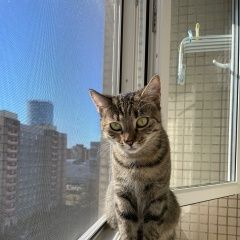 Подробнее об объявлении «Санкт-Петербург Пропала кошка, приморский район» Фото: пропала кошка  «Санкт-Петербург Пропала кошка, приморский район» в г. Санкт-Петербург