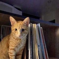 Подробнее об объявлении «Пропал кот Ломоносов» Фото: пропала кошка  «Пропал кот Ломоносов» в г. Ломоносов