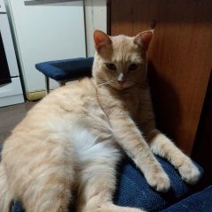 Подробнее об объявлении «Пропал кот рыжий кот в районе базальт, Энгельс» Фото: пропала кошка  «Пропал кот рыжий кот в районе базальт, Энгельс» в г. Энгельс