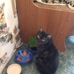 Подробнее об объявлении «Пропала кошка Одинцово» Фото: пропала кошка  «Пропала кошка Одинцово» в г. Одинцово