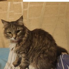 Подробнее об объявлении «Пропала кошка по кличке люция Новочеркасск» Фото: пропала кошка  «Пропала кошка по кличке люция Новочеркасск» в г. Новочеркасск