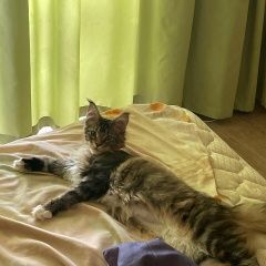 Подробнее об объявлении «Пропала кошка, руданского, бывший цирк Ялта» Фото: пропала кошка Мейн-кун «Пропала кошка, руданского, бывший цирк Ялта» в г. Ялта