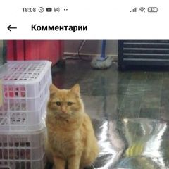 Подробнее об объявлении «Пропала кошка помогите найти кошку Одинцово» Фото: пропала кошка  «Пропала кошка помогите найти кошку Одинцово» в г. Одинцово