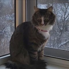 Подробнее об объявлении «Пропал кот по кличке малыш Калуга» Фото: пропала кошка  «Пропал кот по кличке малыш Калуга» в г. Калуга