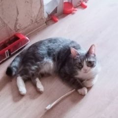 Подробнее об объявлении «Пропал кот Кубинка» Фото: пропала кошка  «Пропал кот Кубинка» в г. Кубинка