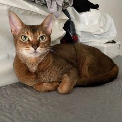 Подробнее об объявлении «Пропала кошка абиссинской породы Димитровград» Фото: пропала кошка  «Пропала кошка абиссинской породы Димитровград» в г. Димитровград