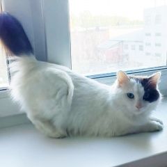 Подробнее об объявлении «Москва Пропала кошка в попоне» Фото: пропала кошка  «Москва Пропала кошка в попоне» в г. Москва