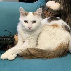 Подробнее об объявлении «Москва Пропала кошка» Фото: пропала кошка  «Москва Пропала кошка» в г. Москва