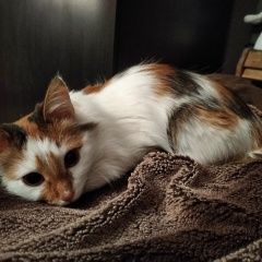 Подробнее об объявлении «Москва Пропала кошка» Фото: пропала кошка  «Москва Пропала кошка» в г. Москва