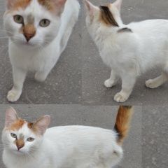 Подробнее об объявлении «Пропала кошка белая трёхветная кошека живущая Чебоксары» Фото: пропала кошка  «Пропала кошка белая трёхветная кошека живущая...» в г. Чебоксары