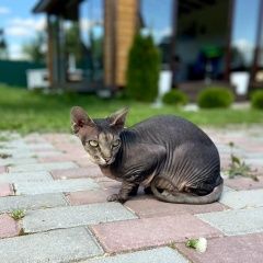 Подробнее об объявлении «Пропала кошка сфинкс Заокский» Фото: пропала кошка Сфинкс «Пропала кошка сфинкс Заокский» в г. Заокский