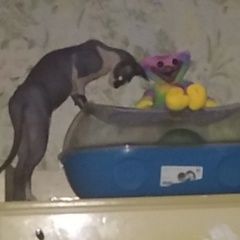 Подробнее об объявлении «Пропала кошка Икша» Фото: пропала кошка Канадский сфинкс «Пропала кошка Икша» в г. Икша