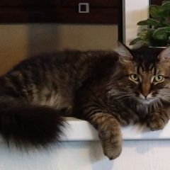 Подробнее об объявлении «Пропал кот Егорьевск» Фото: пропала кошка  «Пропал кот Егорьевск» в г. Егорьевск