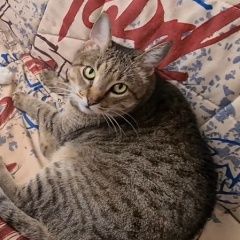 Подробнее об объявлении «Пропал кот Лобня» Фото: пропала кошка  «Пропал кот Лобня» в г. Лобня