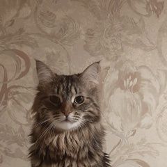 Подробнее об объявлении «Москва Пропала кошка. волочаевская 8» Фото: пропала кошка  «Москва Пропала кошка. волочаевская 8» в г. Москва