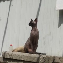 Подробнее об объявлении «Пропала кошка канадский сфинкс Пятигорск» Фото: пропала кошка  «Пропала кошка канадский сфинкс Пятигорск» в г. Пятигорск